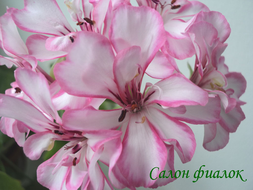 Harlequin picotee пеларгония Harlequin picotee пеларгония