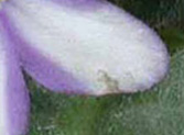 трипс  на цветке фиалки
